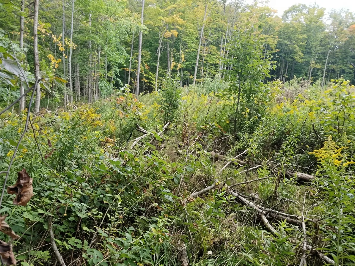 Before: overgrown wooded lot with brush and saplings prior to land clearing in Western New York
